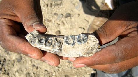 cual es el resto fosil humano mas antiguo encontrado|el fossil de la humanidad.